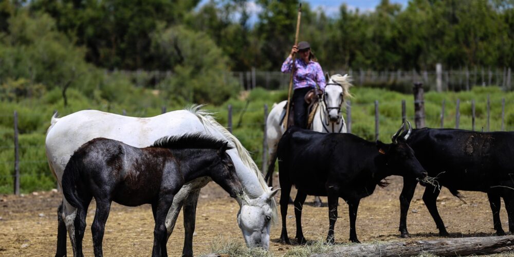Les paysages de Camargue accessibles depuis le canal du Rhône à Sète
