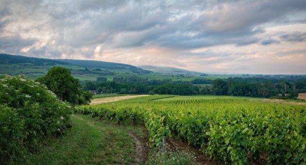 Vignobles et grands crus de Bourgogne à découvrir lors d'une croisière